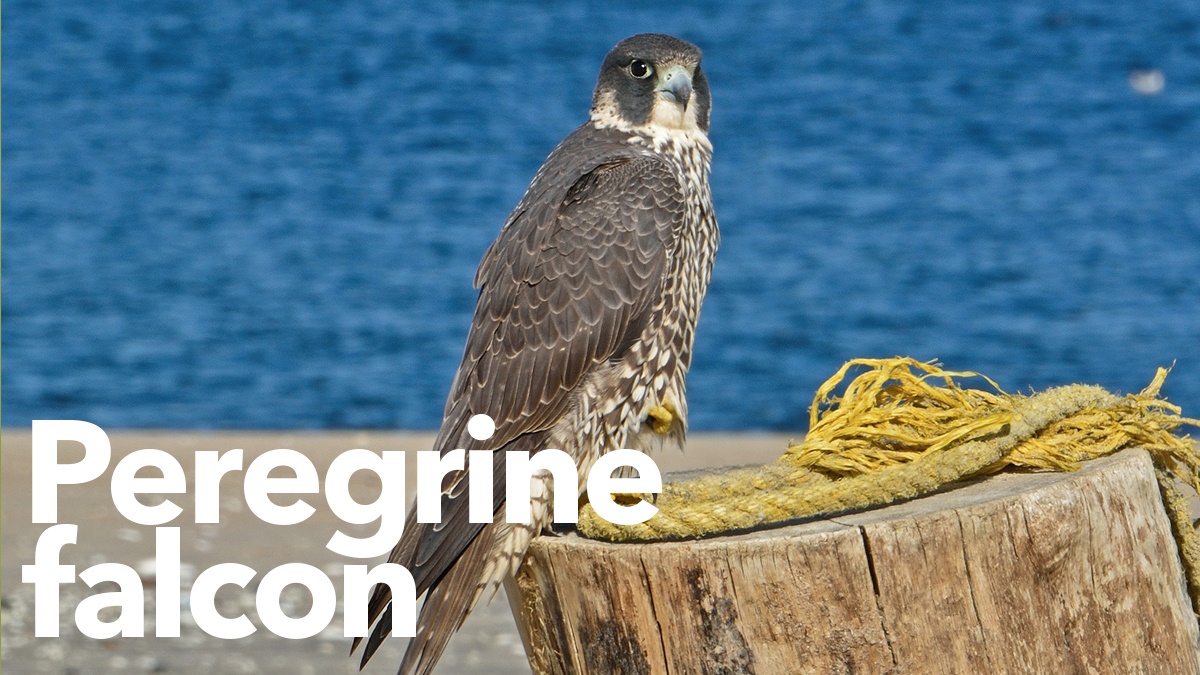 Peregrine falcon Peregrine falcon